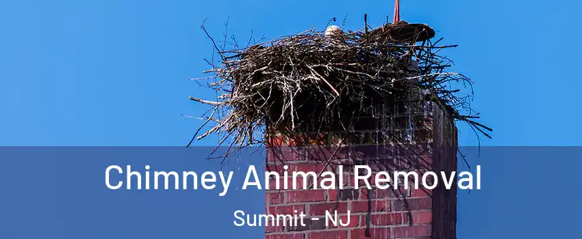  Chimney Animal Removal Summit - NJ