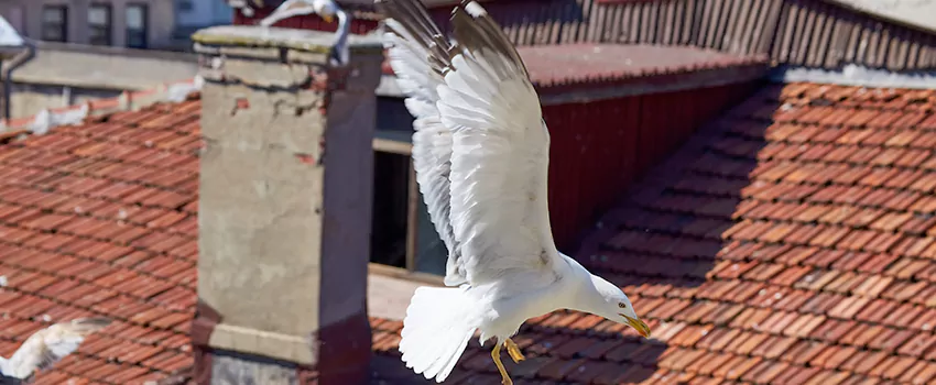 Residential Chimney Animal Removal Solution in Summit, NJ