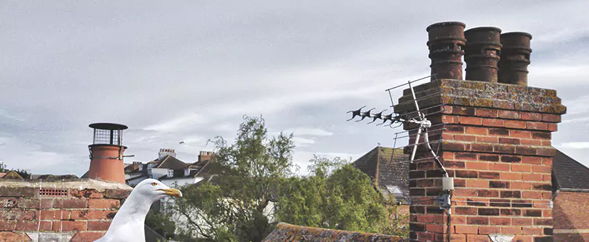 Chimney Cleaning And Restoration in Summit, New Jersey